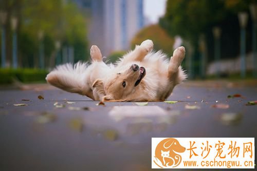 怀孕家里有狗要紧吗 怀孕初期家里有狗怎么办