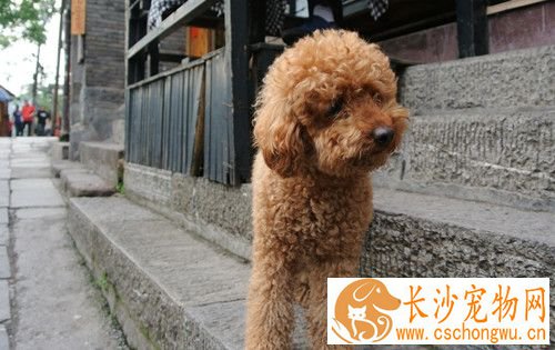 犬疱疹病毒感染 对高温的抵抗力较弱