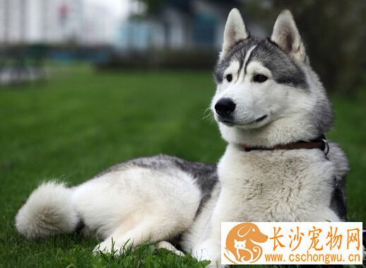 狗能不能吃感冒药 狗是可以吃感冒药的