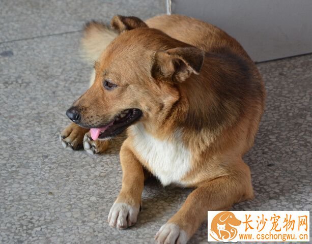人吃的药狗可以吃吗 并不是所有的都适合