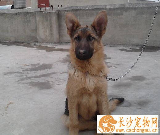 狗得了肠炎吃什么药 狗狗肠炎治疗方法
