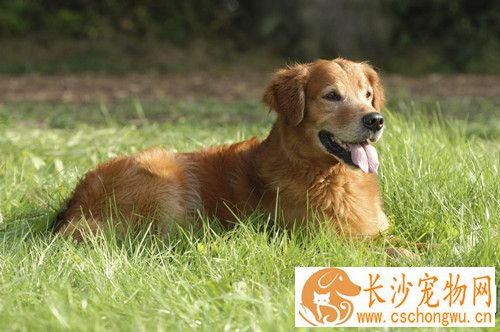 狗狗钩端螺旋体病 通常公犬发病的比较多