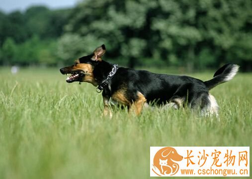 狗吃多了吐了 狗吃多了吐了的治疗方法