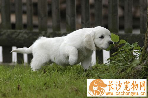 布鲁氏菌病怎么治疗 治愈犬不能再留作种用