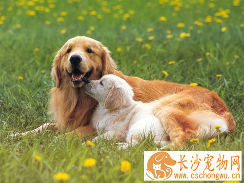 犬沙门氏菌病 要严禁给犬喂病死动物的肉