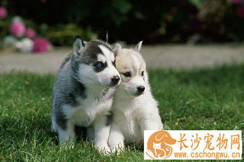 大肠杆菌怎么治疗 加强饲养管理搞好环境卫生