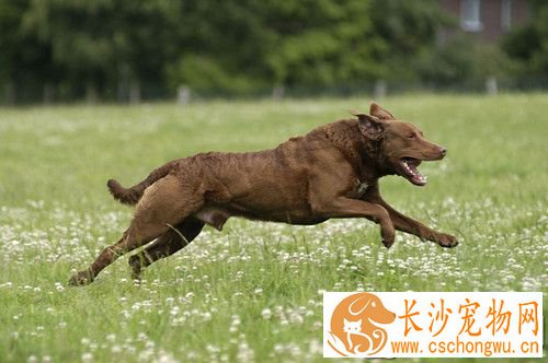 皮肤真菌病治疗 搞好犬皮肤的清洁卫生