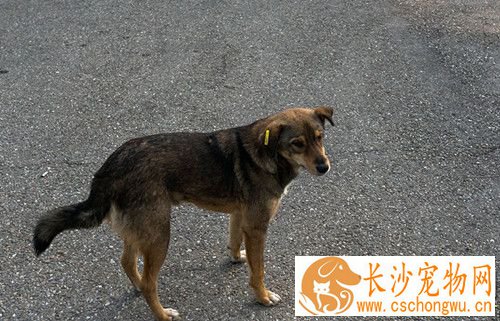 深部真菌感染的治疗 六种不同的深部真菌病