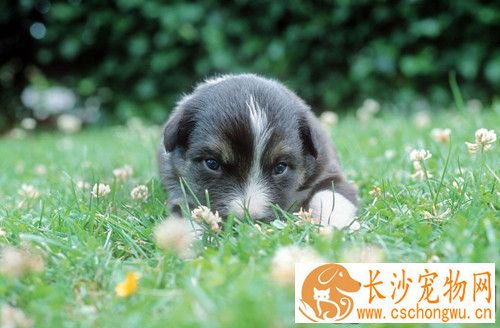 狗狗有蛔虫的症状 幼犬腹部膨大发育迟缓