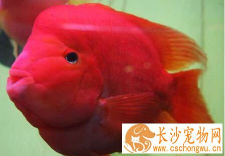 财神鱼掉鳞怎么办 可能是由水质不良造成