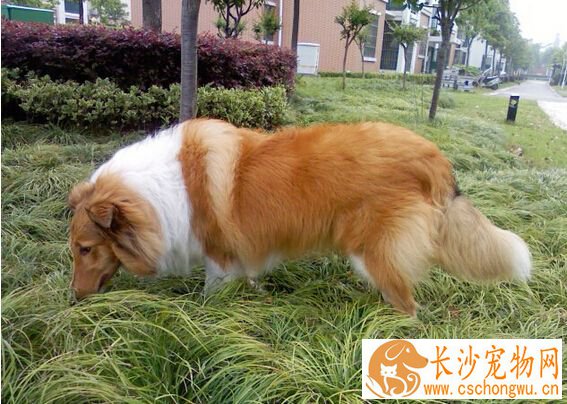 狗为什么吃草 这可能是狗狗生病的表现