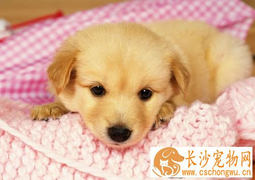 钩虫病怎么治疗 对木制笼舍可用开水浇烫