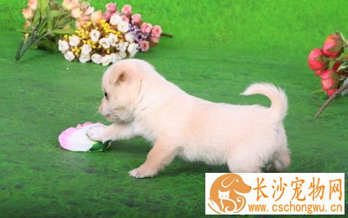 犬的寄生虫 保持犬舍清洁干燥减少感染机会