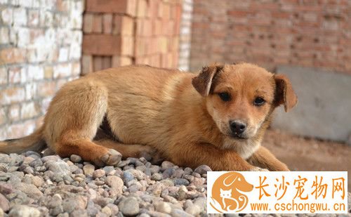 犬心丝虫病 最早出现的症状是慢性咳嗽