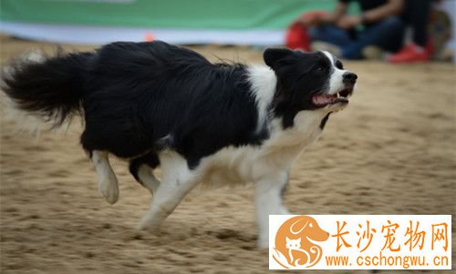 绦虫病的症状 严重感染时呈现食欲反常