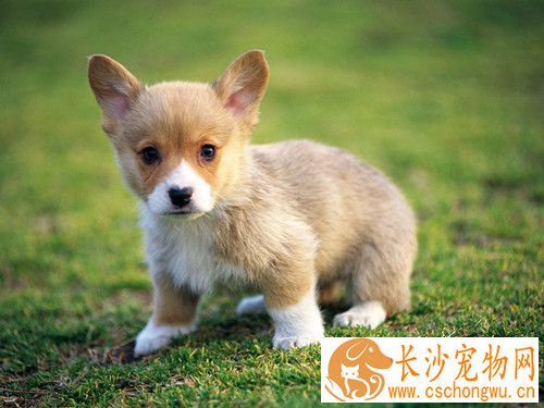 犬肺吸虫病 常见症状为咳嗽并可伴有咯血
