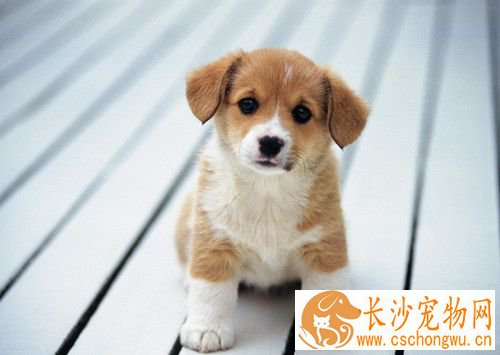 犬蠕形螨怎么治疗 多发于发情期及产后的雌犬