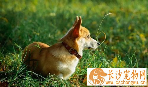 狗蚤如何处理 平时注意搞好犬体卫生