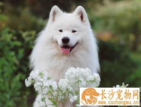狗怎么吃打虫药 教你如何喂狗吃打虫药