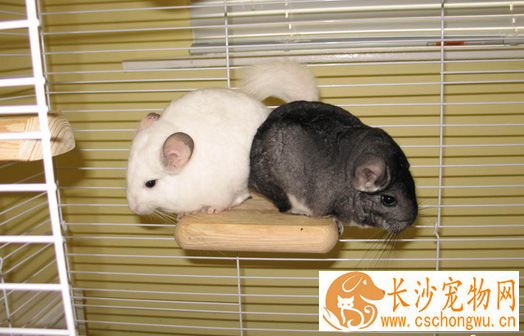 哪些用品会危害龙猫健康 危害龙猫健康的用品