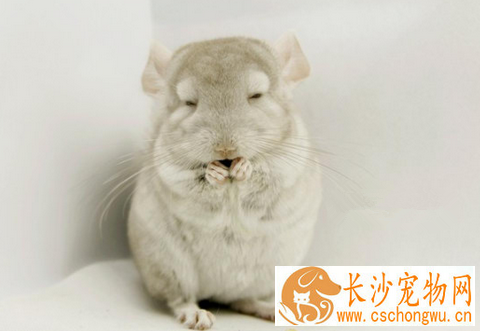 给龙猫补钙的方法 钙是不可以过多摄入的