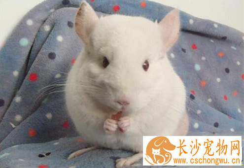 如何能灭掉龙猫身上的螨虫 用酒精擦龙猫的患处