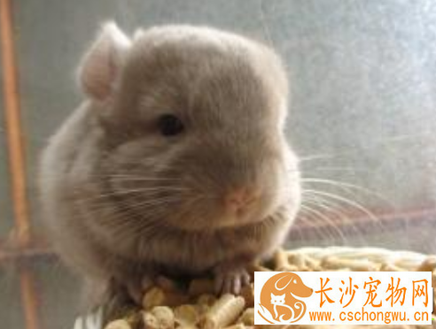 龙猫眼睛反复发炎怎么办 用氯霉素药水