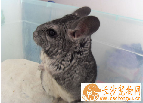 龙猫腹泻怎么办 用磺胺和次没食子酸合剂