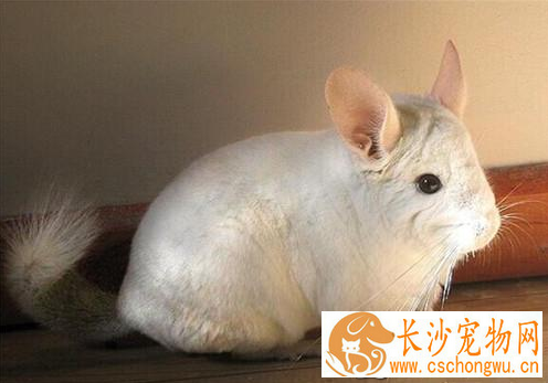 龙猫生病了该怎么办 生病时需要注意的五点