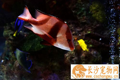 鱼鳃病的治疗方法 用呋喃西林治疗效果最好