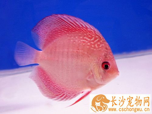 鱼鳞立病的治疗方法 涂抹皮炎平有较好效果