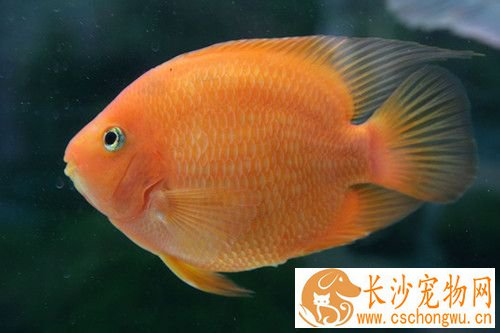 鱼病发生的主要原因 水质水温失宜会出现鱼病