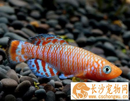 预防鱼病发生的措施 细心操作避免鱼体受伤