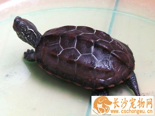 乌龟白眼病会传染吗 白眼病是很传染的