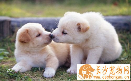 犬弓形虫病 多数为无症状的隐性感染