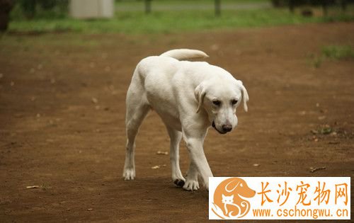 犬球虫病治疗 对血便严重者可用维生素K治疗