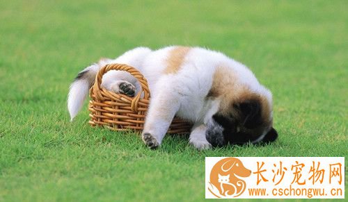 犬巴贝斯虫病 要做好犬体的防蜱灭蜱工作