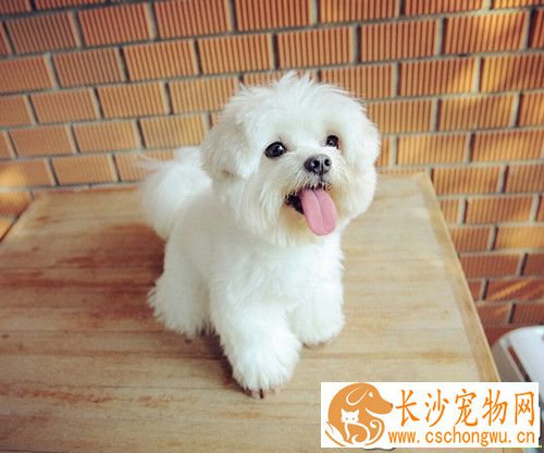 狗得肠胃炎怎么治 当呕吐剧烈时应及时补液