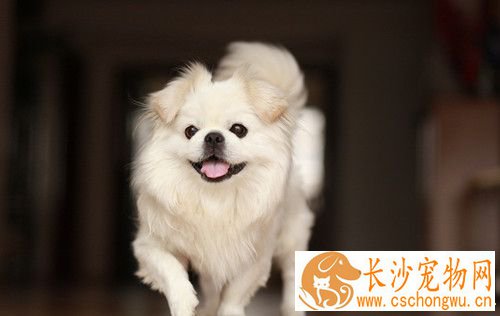 狗胃内异物 有时伴有痉挛和咬癖病犬高度沉郁