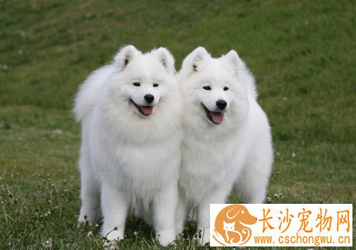 狗的肠炎怎么办 腹泻是肠炎的主要症状