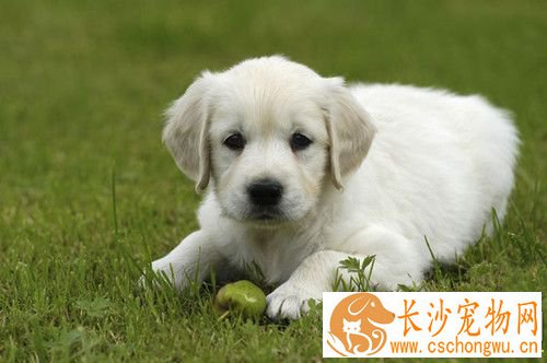 狗肠套叠症状 严重时可排出黑红色稀便