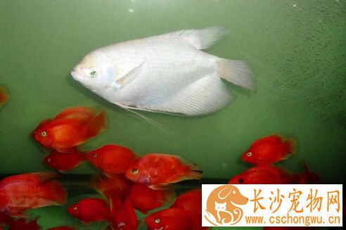 招财鱼为什么会死 招财鱼疾病的治疗预防