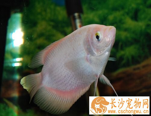 招财鱼沉底 主要是水质长期不好引起的