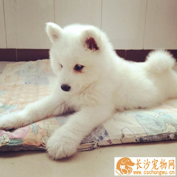 狗狗死了怎么安葬 宠物“后事” 小事不小