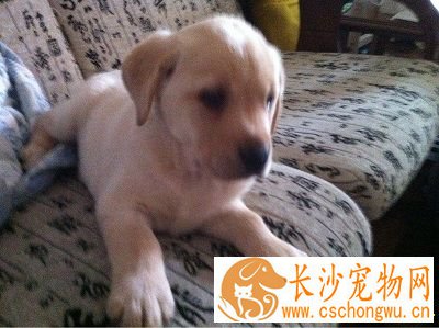 小狗吐了怎么回事 观察频度、次数、呕吐物等