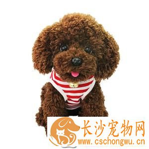 泰迪狗呕吐吃什么药 哪些原因导致狗狗呕吐