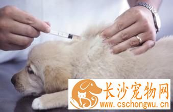 小狗打疫苗多少钱 幼犬多大可以打疫苗