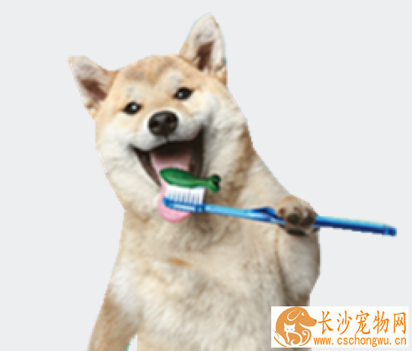 狗口臭怎么解决 它口臭的原因有哪些