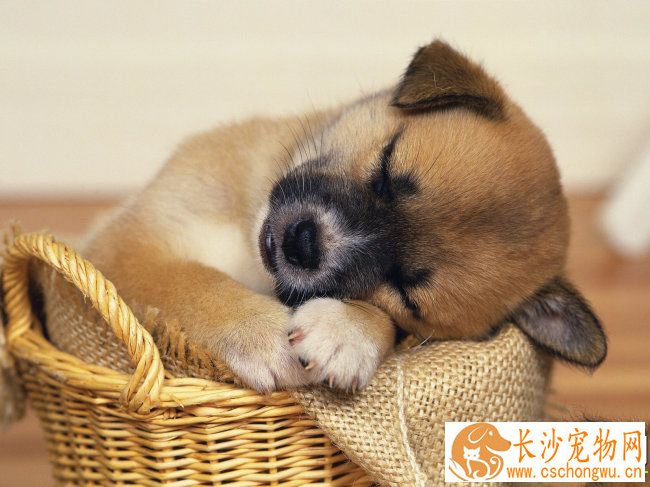 狗狗拉血是什么原因 从便便颜色查看原因