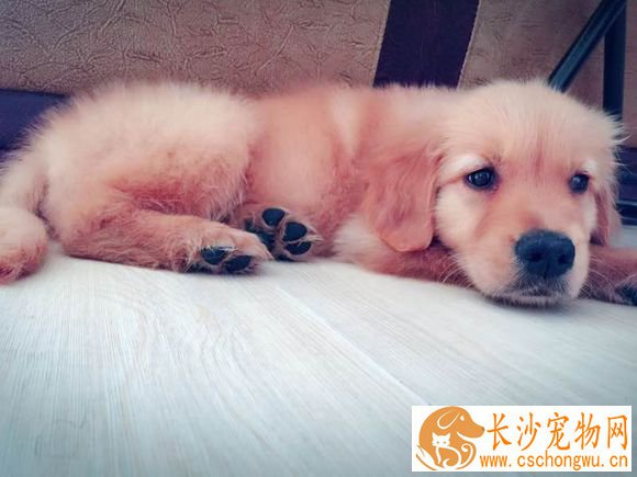 狗狗怎么驱虫 驱虫的时间以及方法是什么